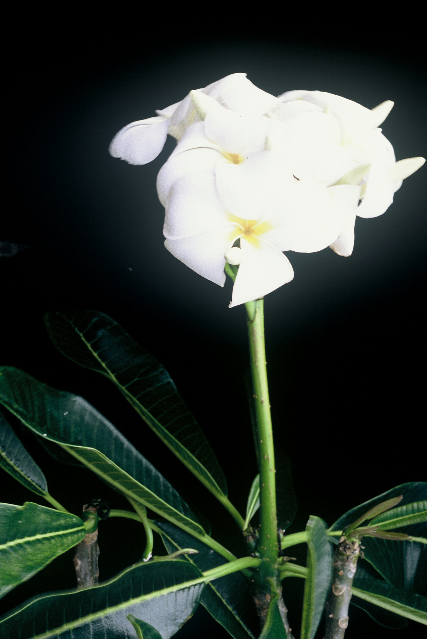 Evergreen Singapore White plumeria photo