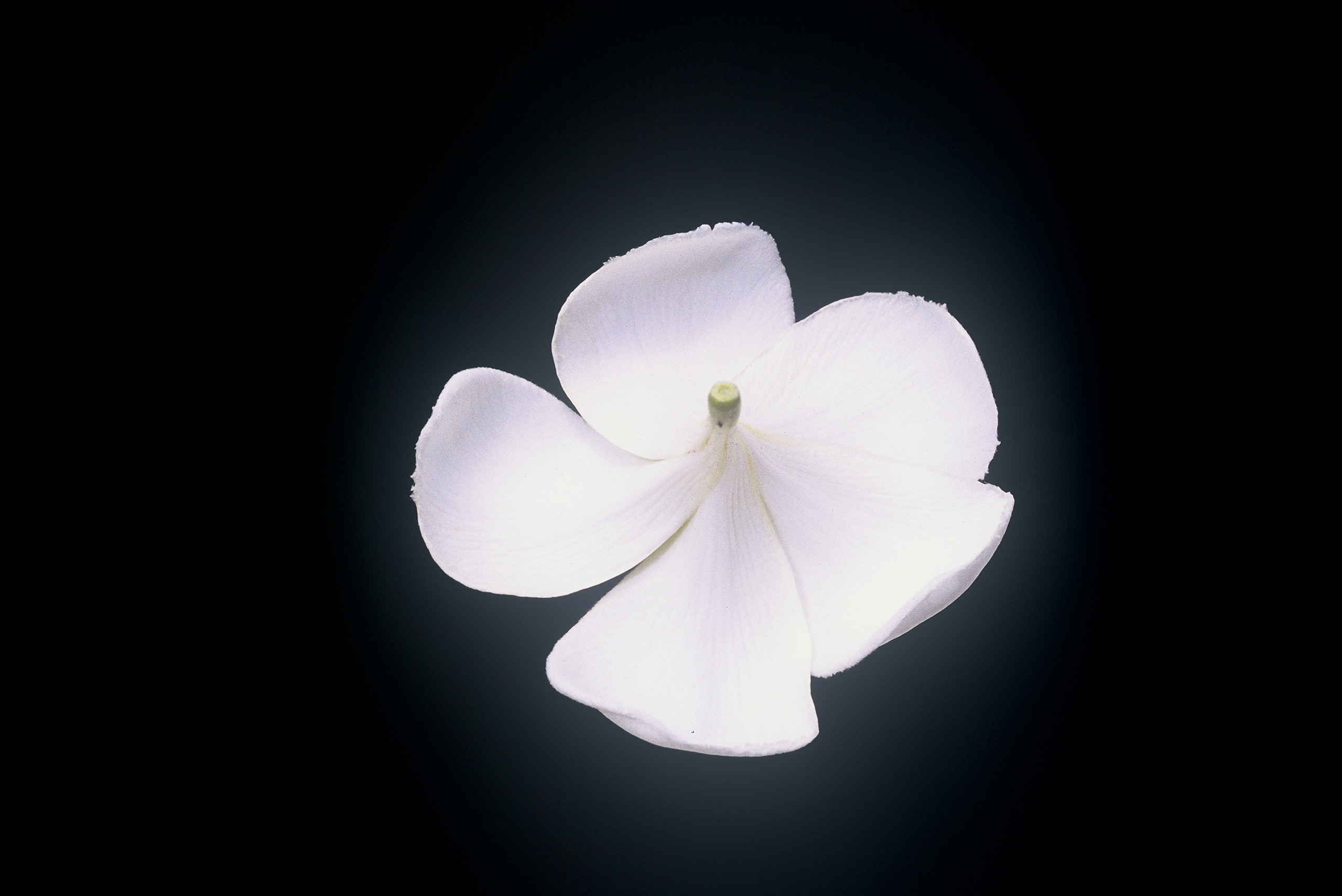 Evergreen Singapore White plumeria photo