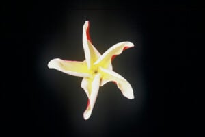 Madame Poni plumeria
