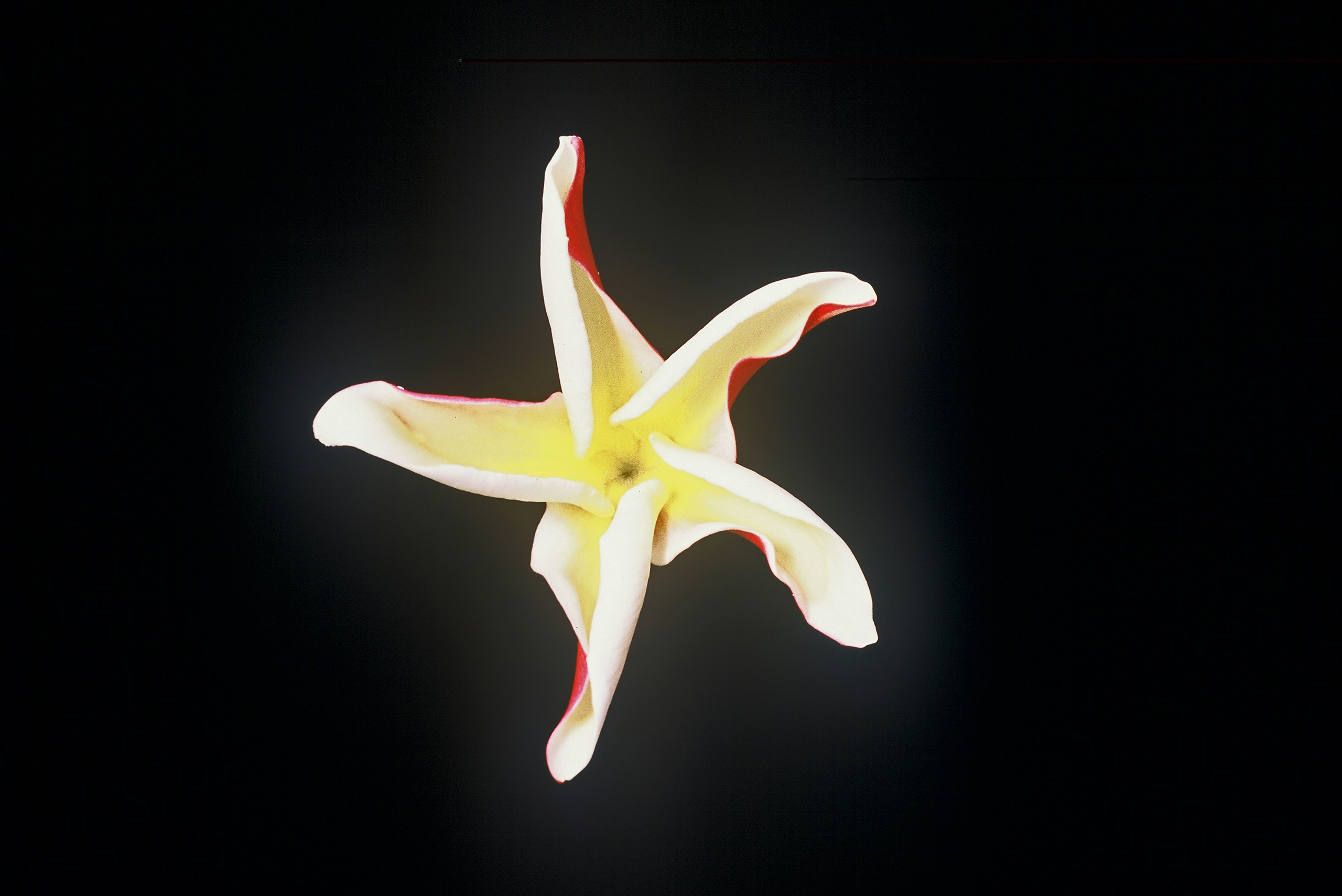 Madame Poni plumeria photo