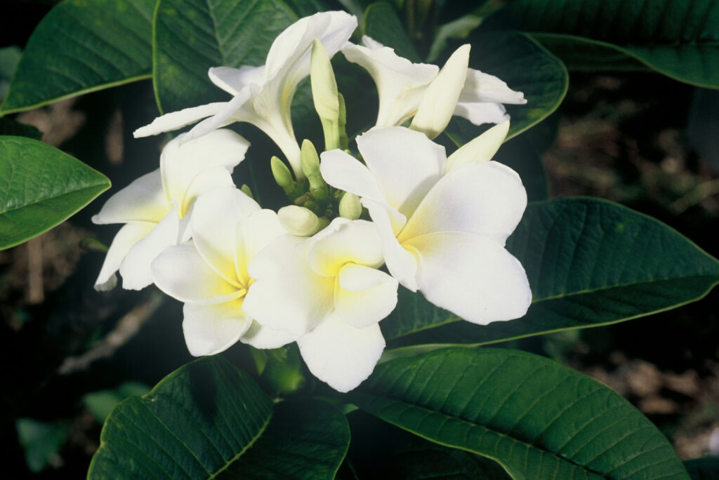 Dwarf Singapore plumeria photo