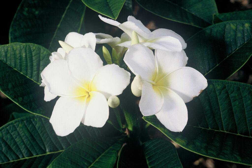 Dwarf Singapore plumeria photo