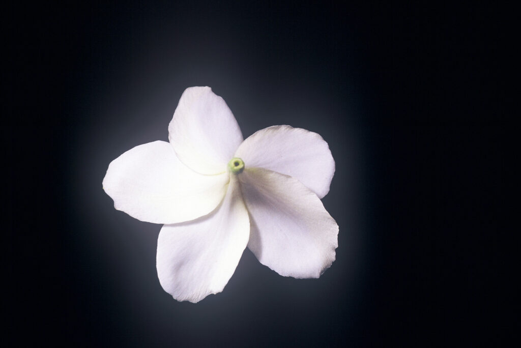 Dwarf Singapore plumeria photo