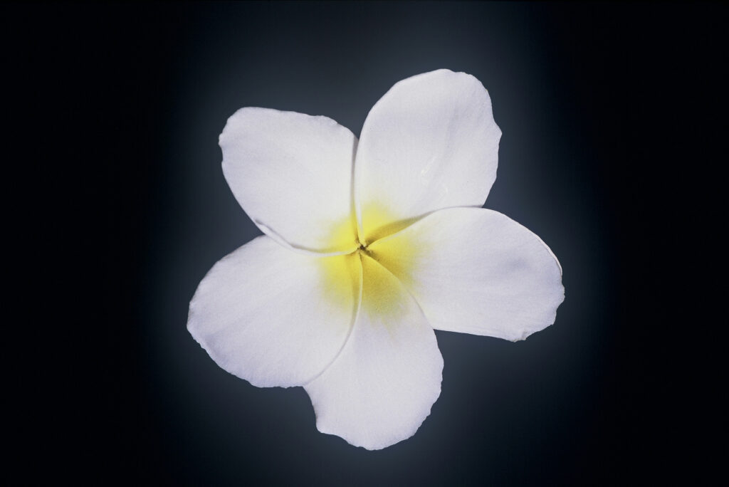 Dwarf Singapore plumeria photo
