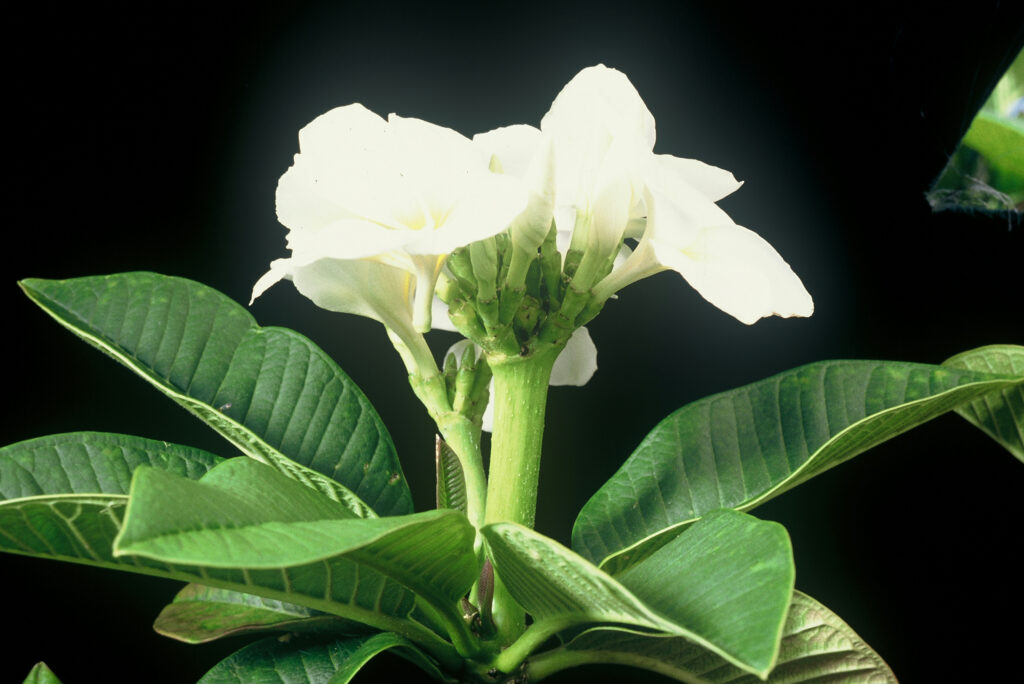 Dwarf Singapore plumeria photo