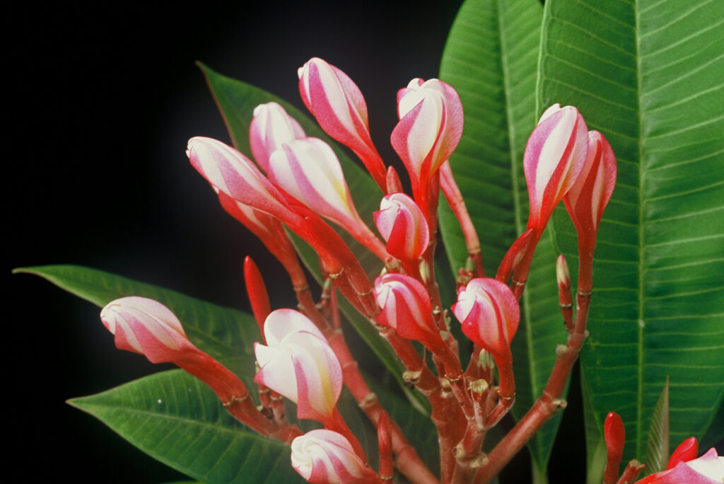 White Shell plumeria photo