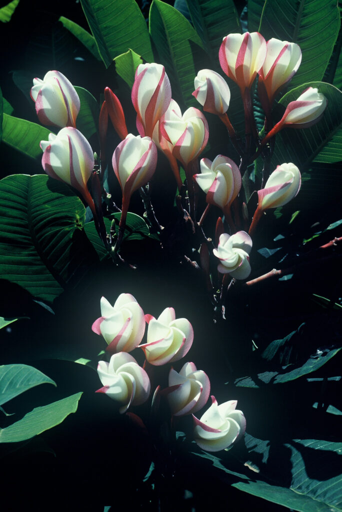 White Shell plumeria photo