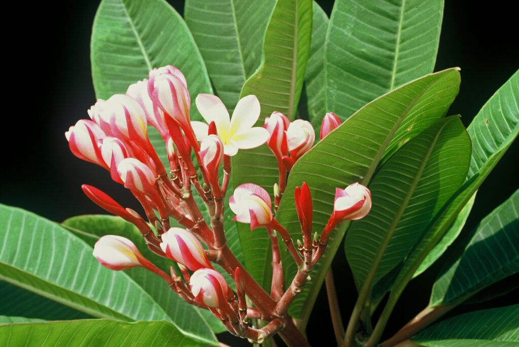 White Shell plumeria photo