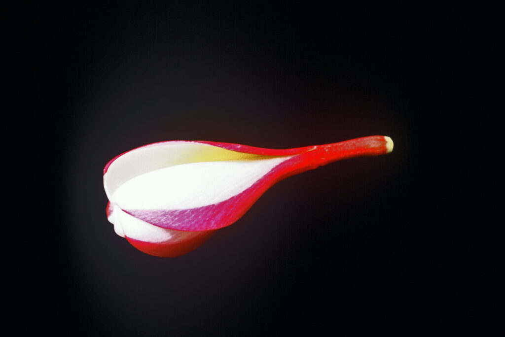 White Shell plumeria photo
