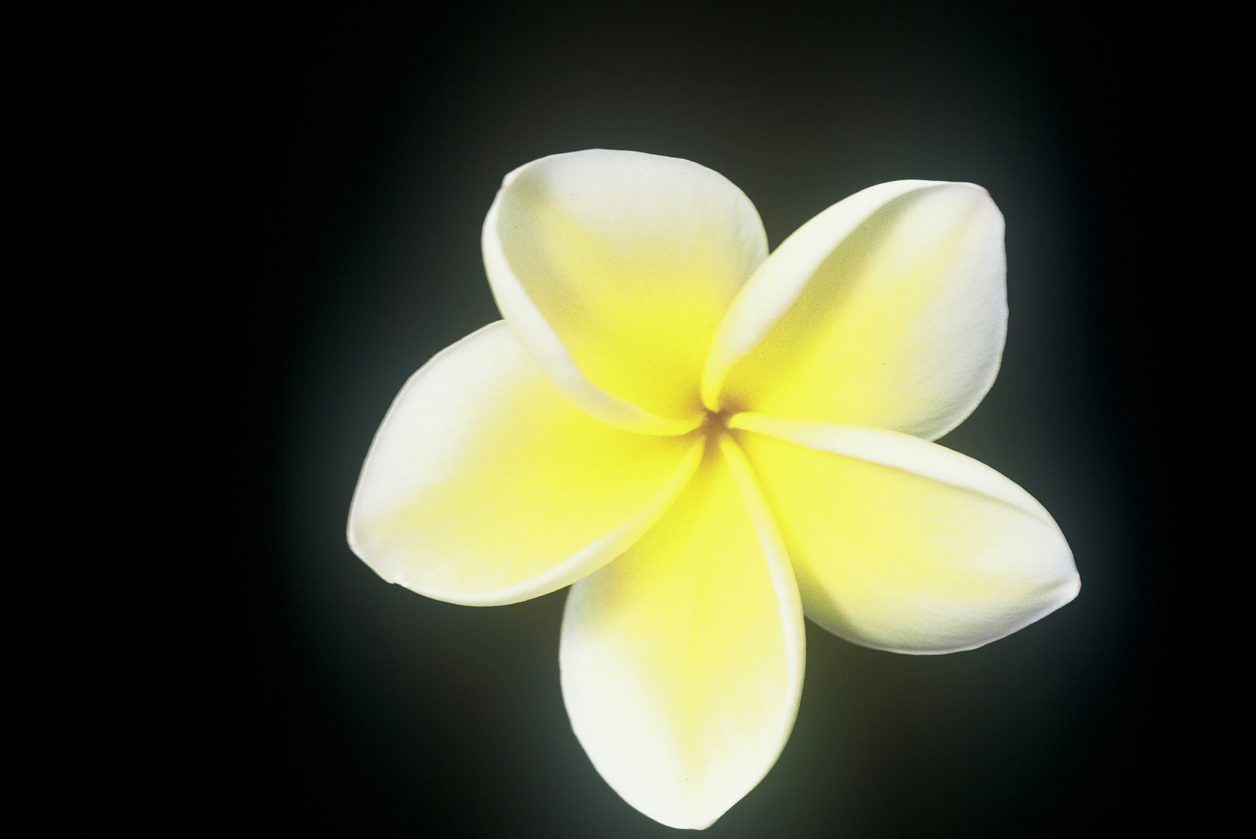 Nebel’s Gold plumeria photo