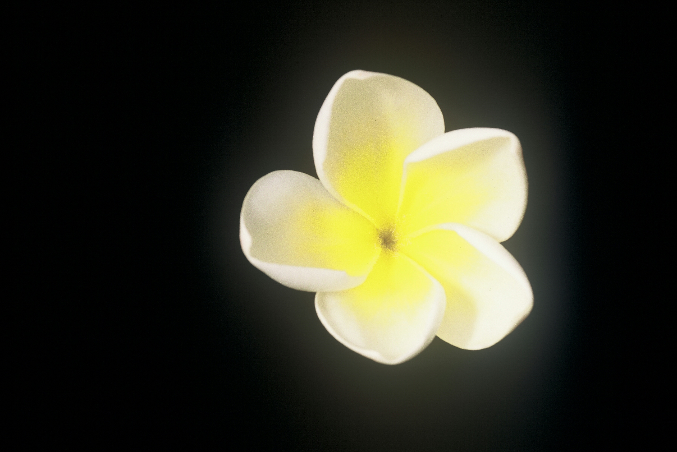 Yellow Shell