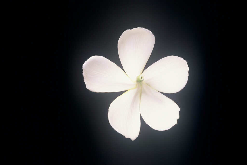 Singapore Yellow plumeria photo