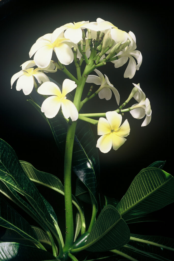 Singapore Yellow plumeria photo