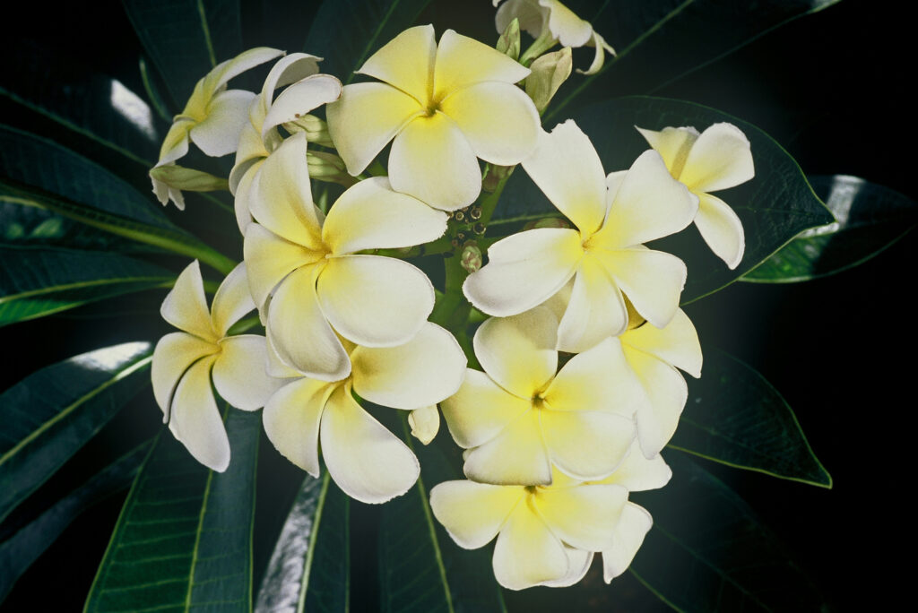 Singapore Yellow plumeria photo
