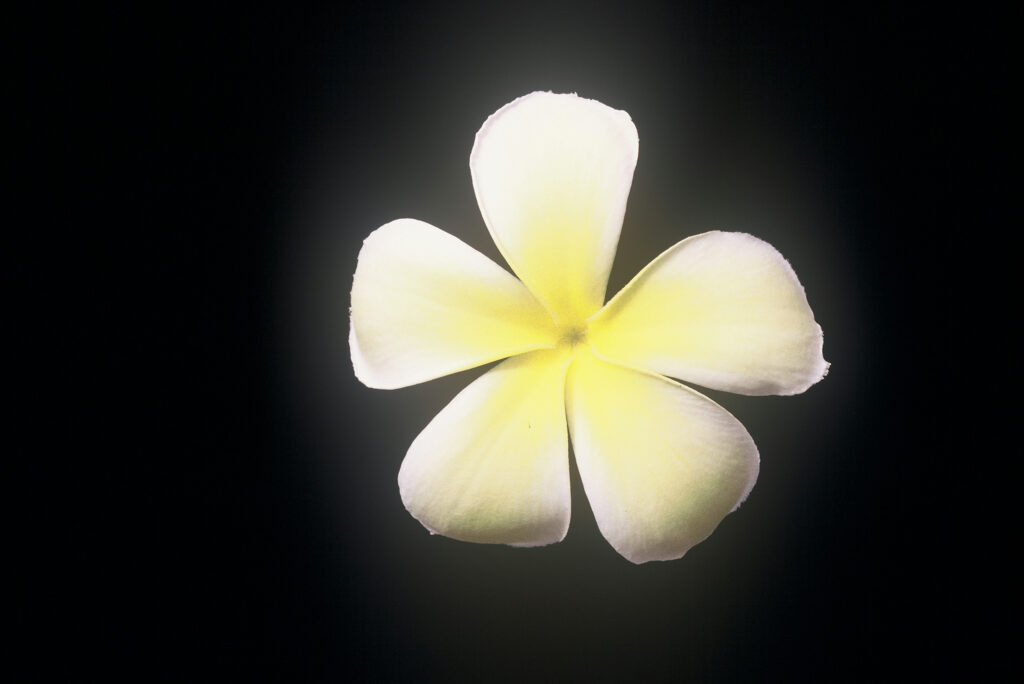 Singapore Yellow plumeria photo