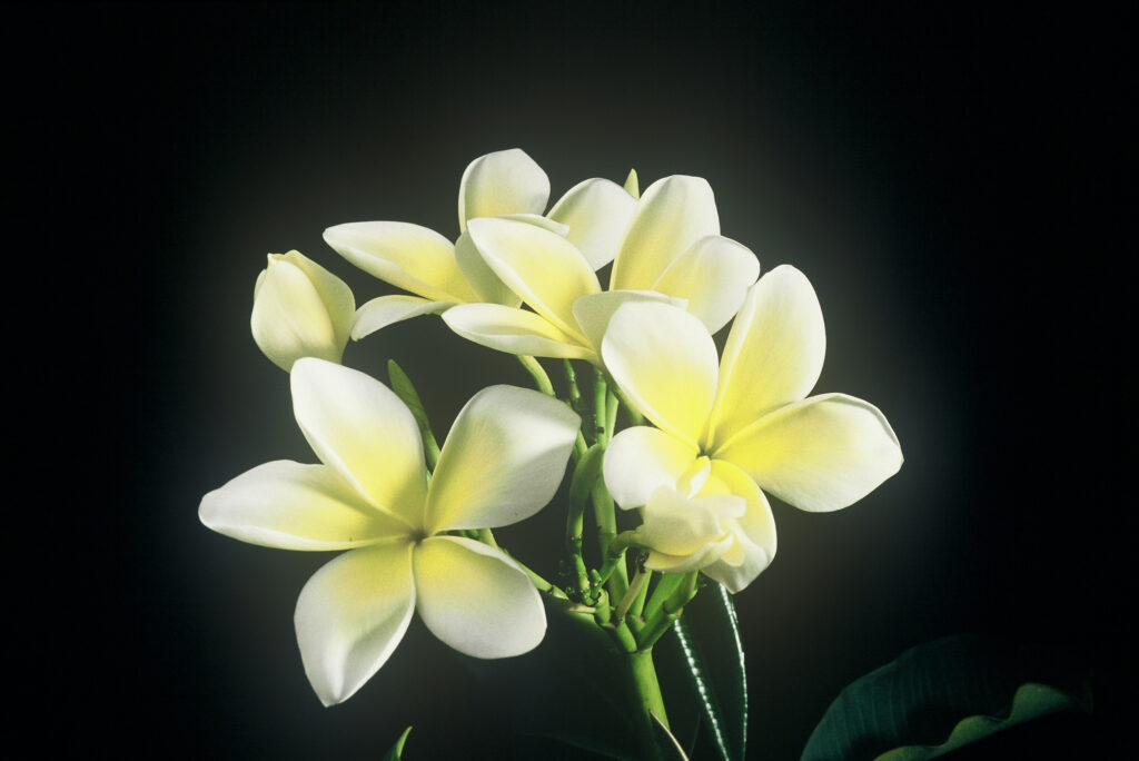 Thornton Lemon plumeria photo