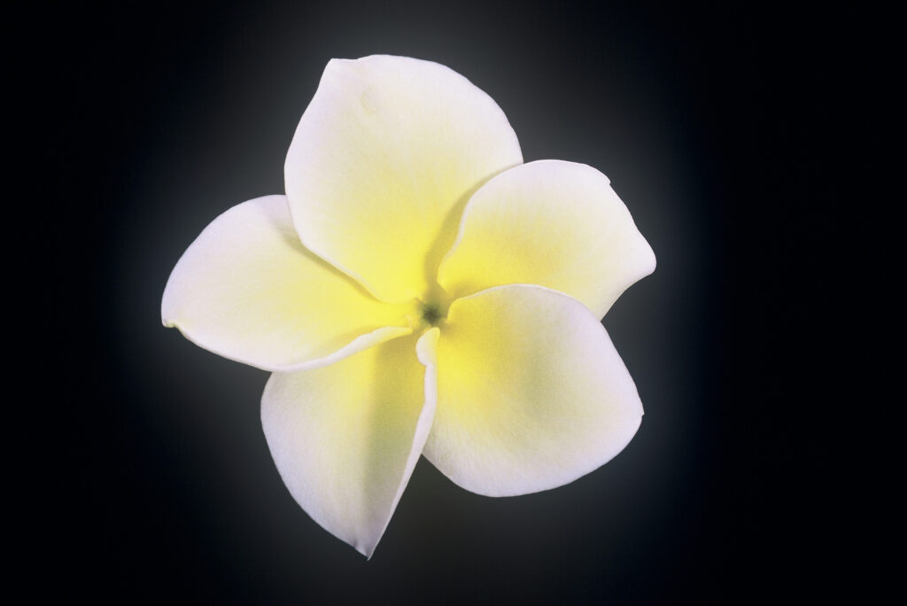 Golden Twist plumeria photo
