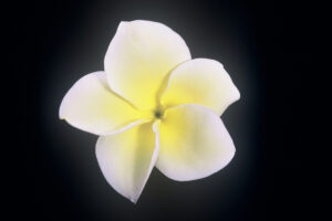 Golden Twist plumeria