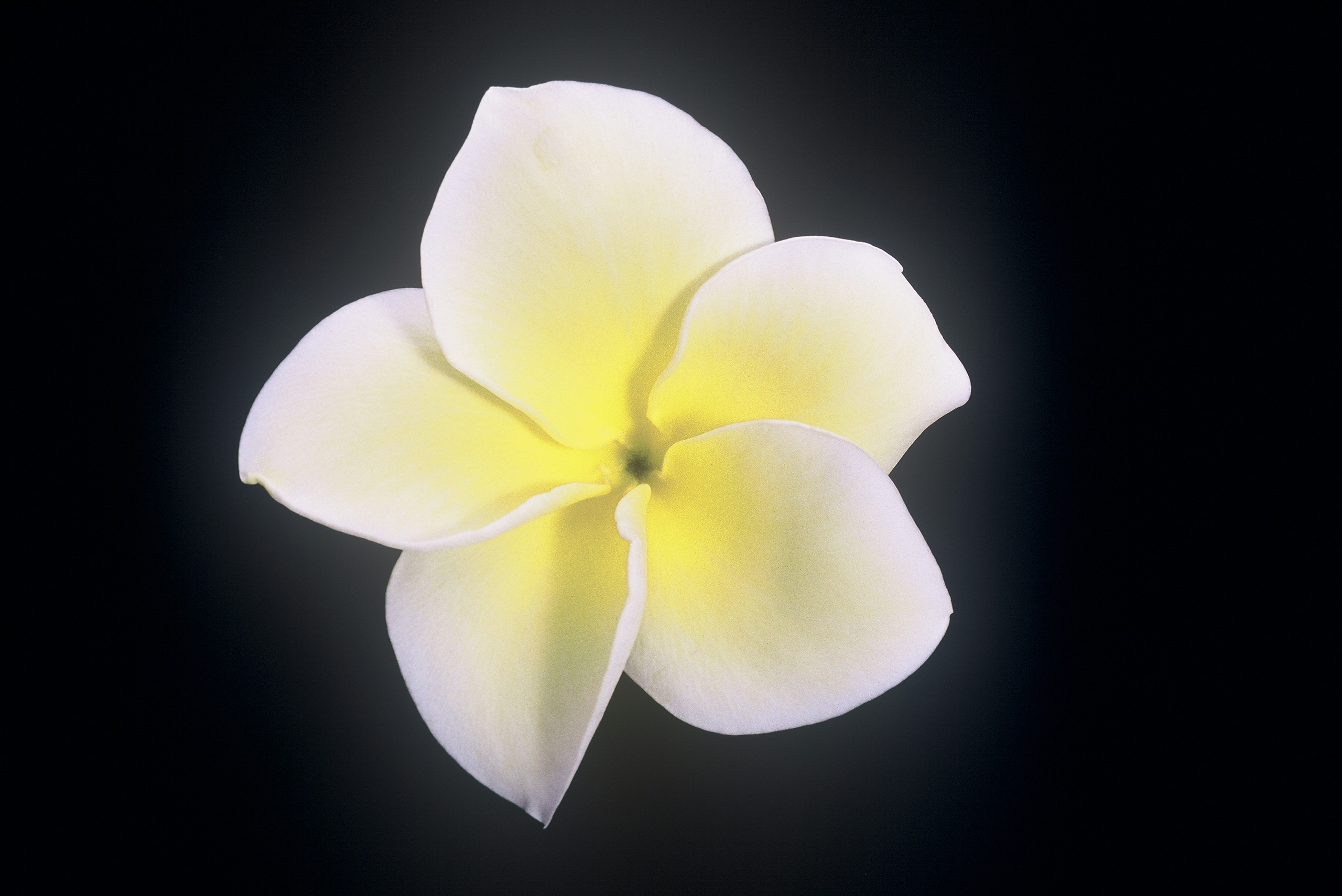 Golden Twist plumeria photo