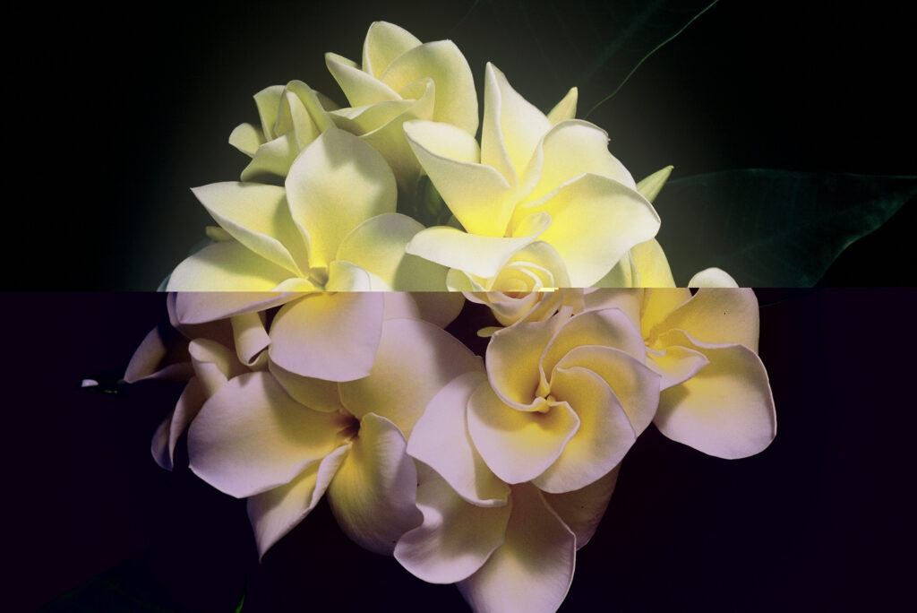 Golden Twist plumeria photo