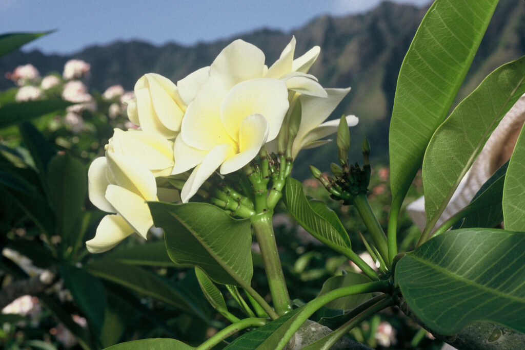 Golden Twist plumeria photo