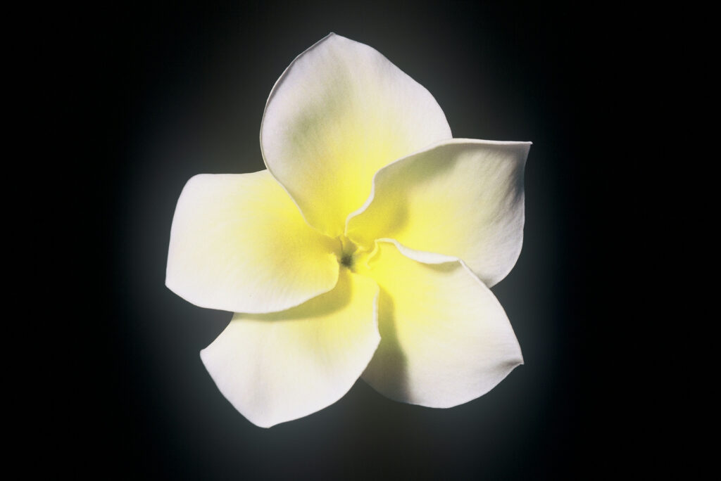 Golden Twist plumeria photo