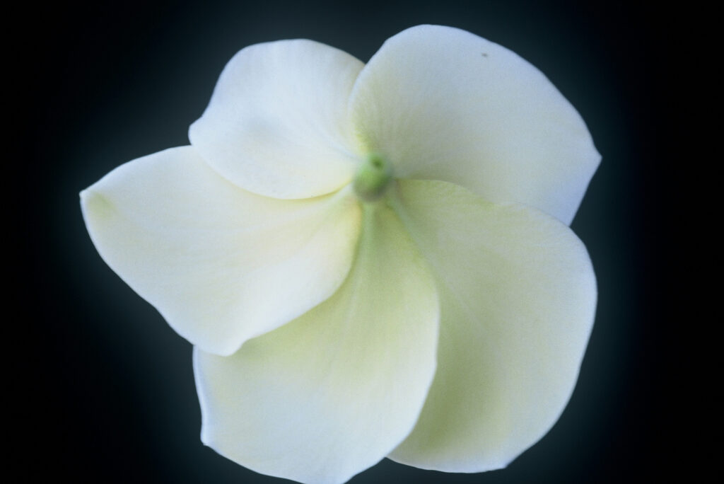 Golden Twist plumeria photo