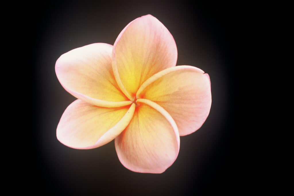 Kimo plumeria photo