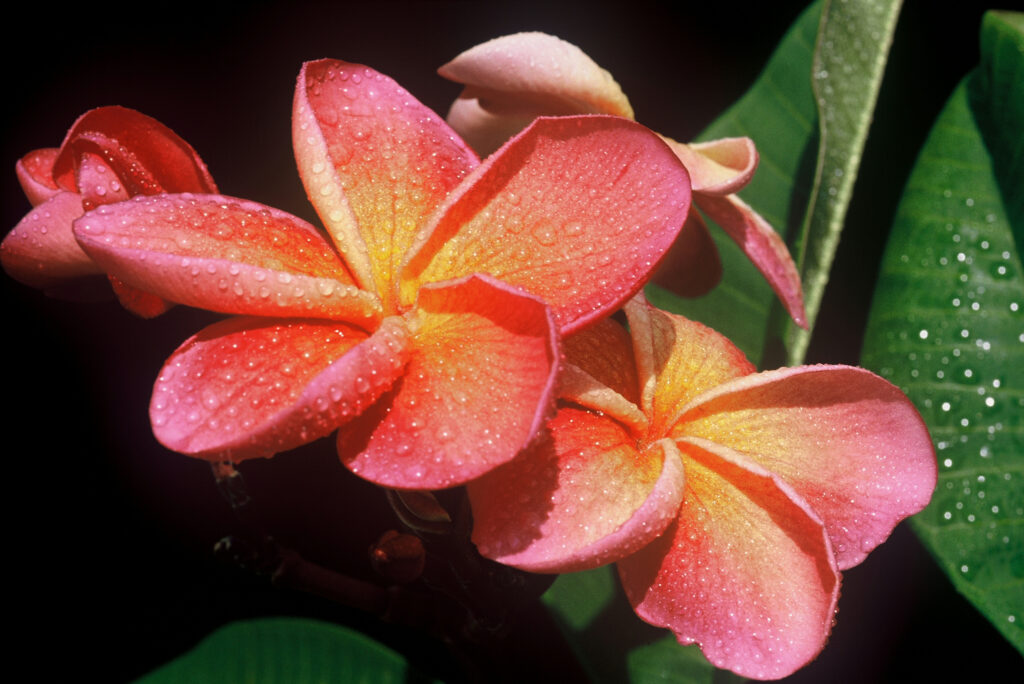 Kimo plumeria photo