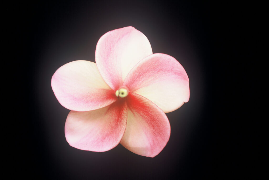 Kimo plumeria photo