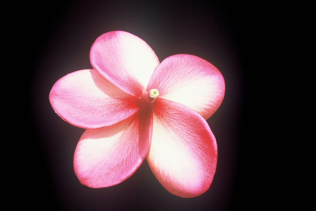 Kimo plumeria photo