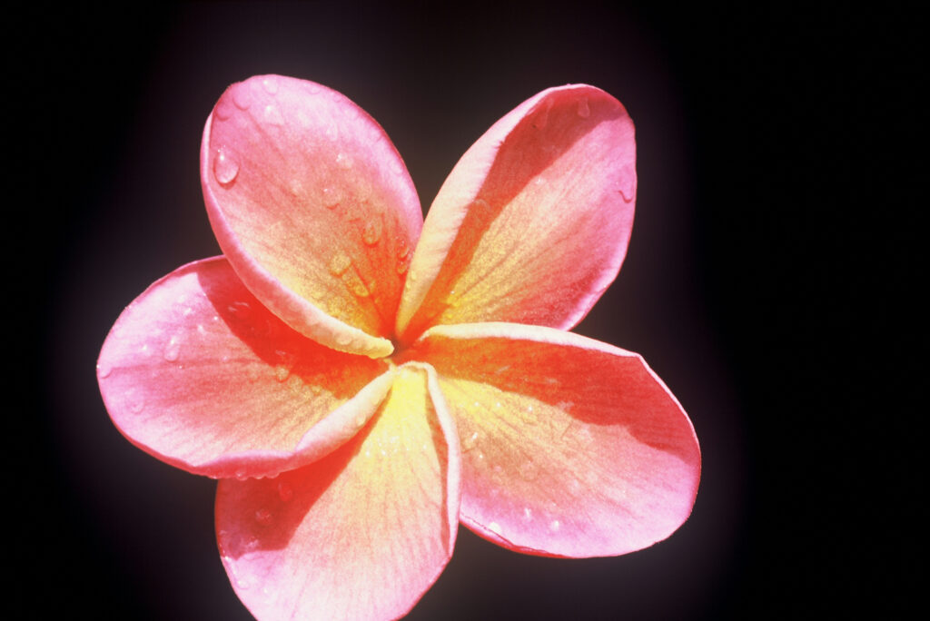 Kimo plumeria photo