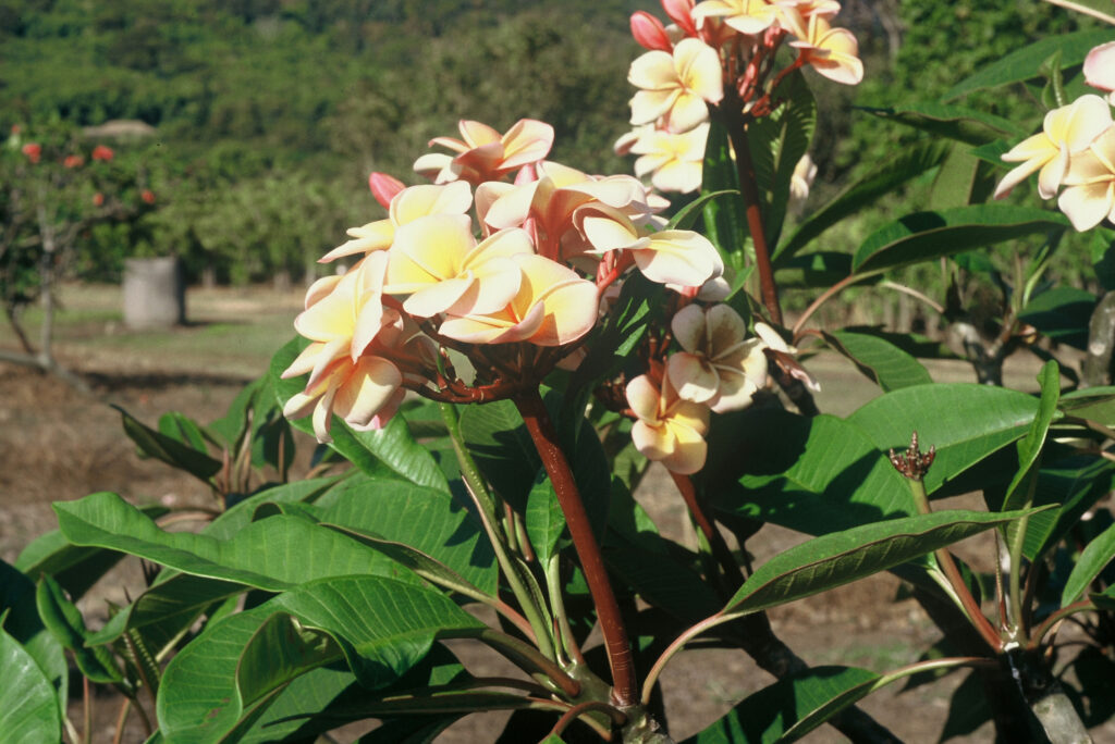 Kimo plumeria photo