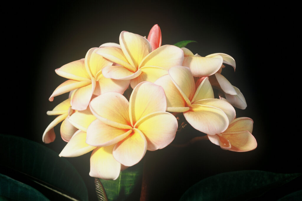 Kimo plumeria photo