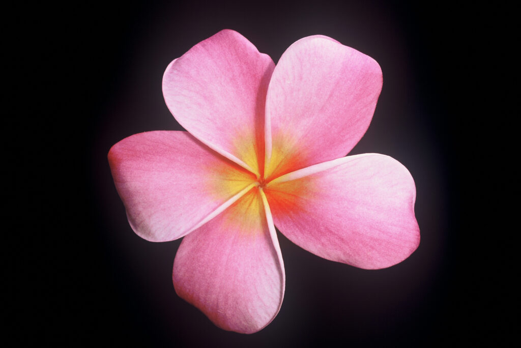 Espinda plumeria photo