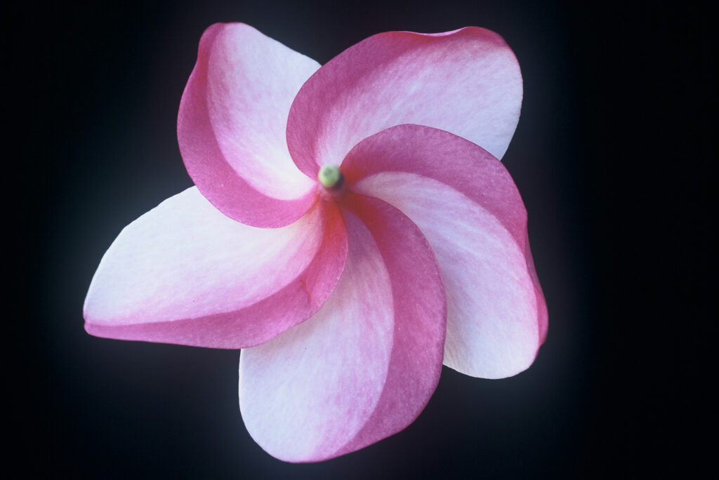 Mele Matson plumeria photo