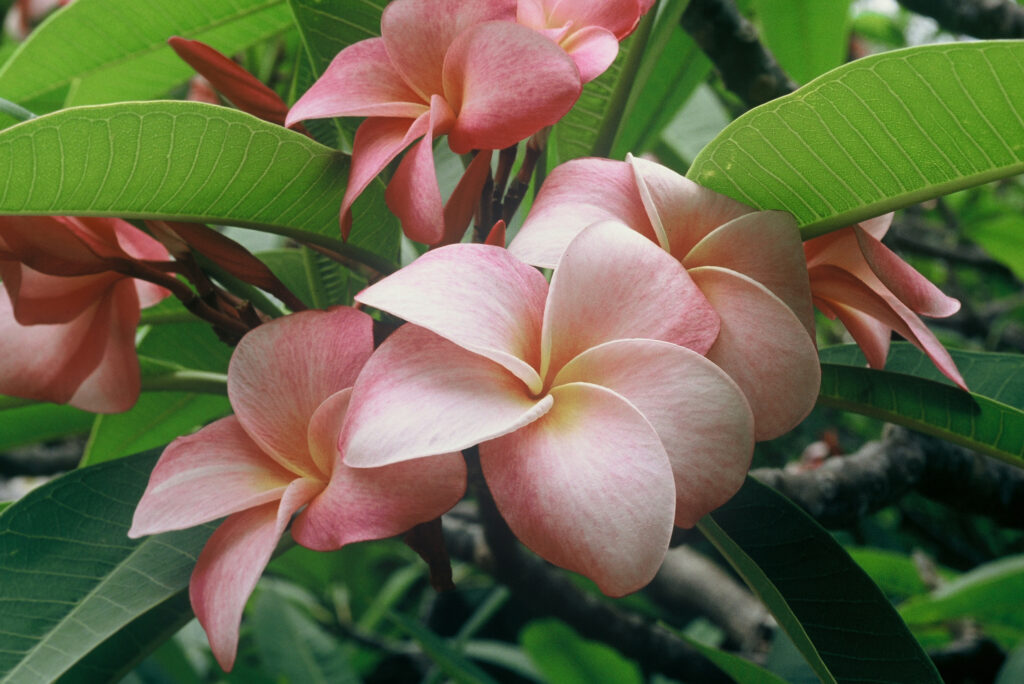 Mele Matson plumeria photo
