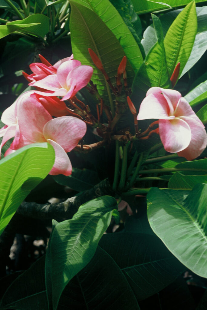 Mele Matson plumeria photo