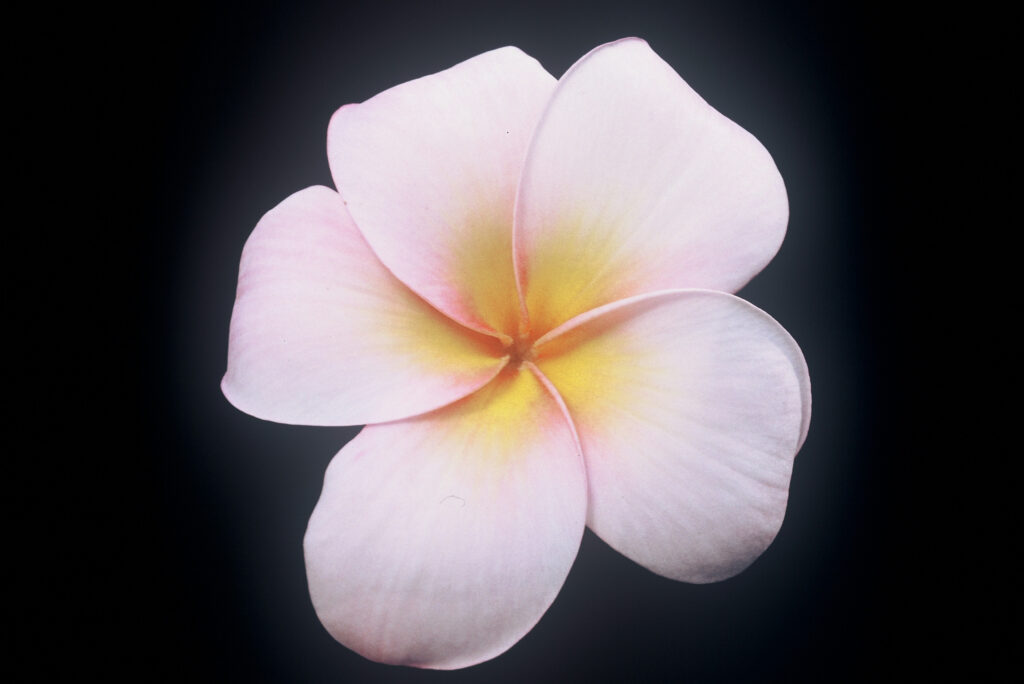 Mele Matson plumeria photo