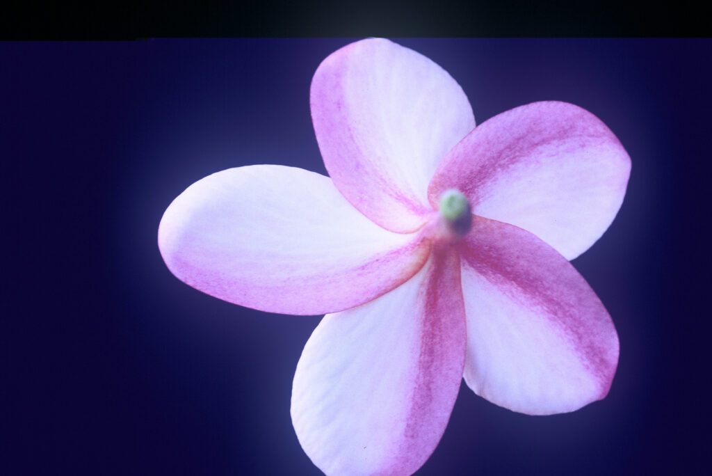 Lani Beauty plumeria photo
