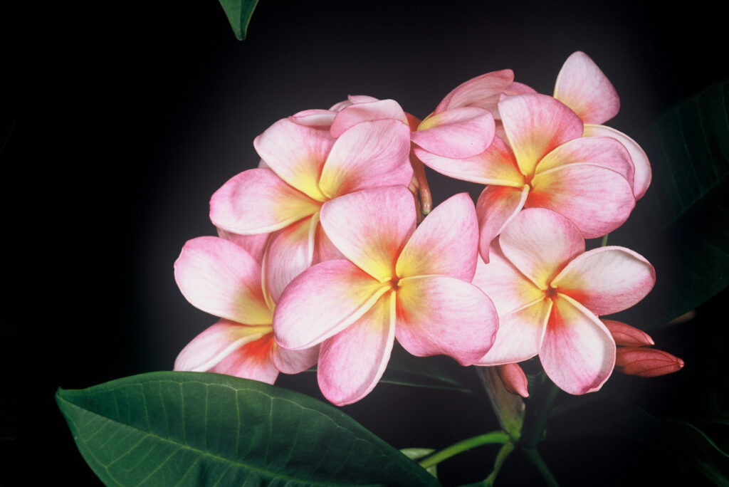 Lani Beauty plumeria photo
