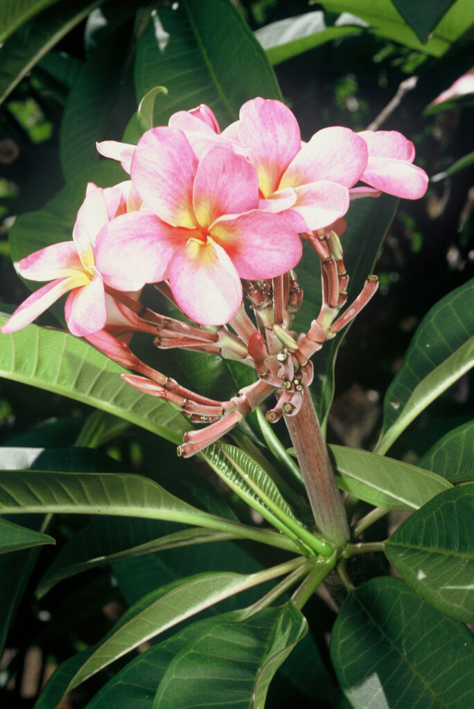 Lani Beauty plumeria photo