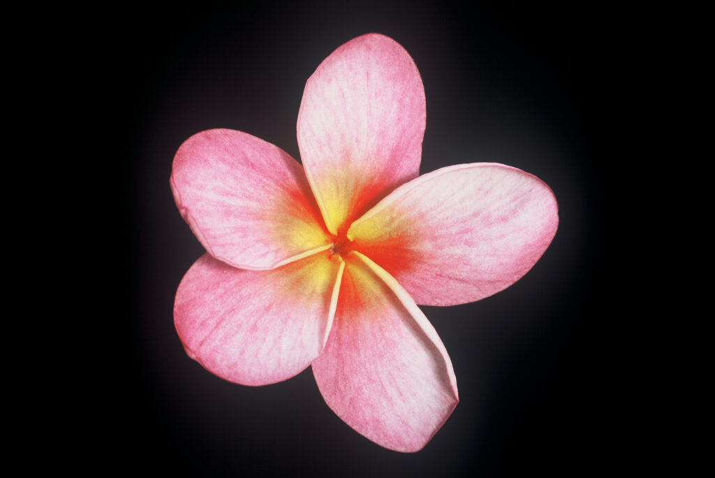 Lani Beauty plumeria photo