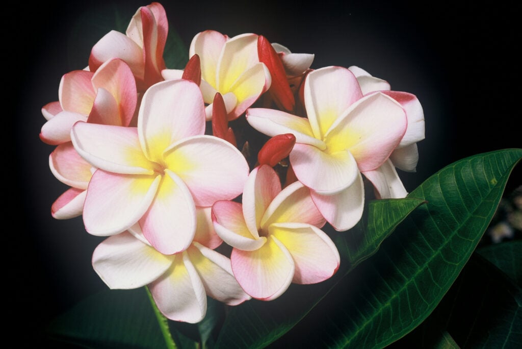 Carmen plumeria photo