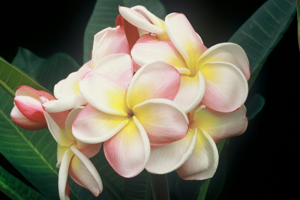 Carmen plumeria photo