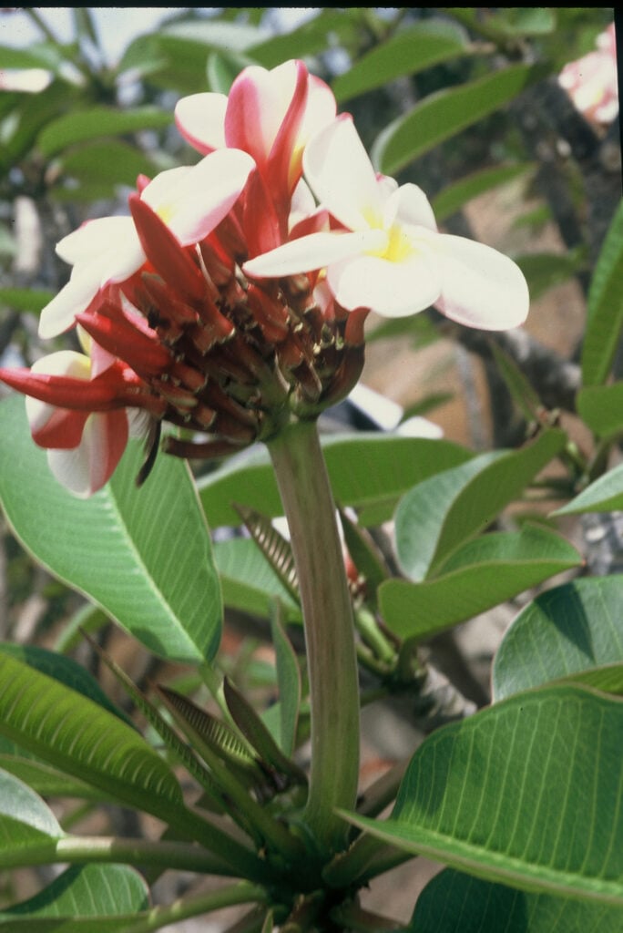 Carmen plumeria photo