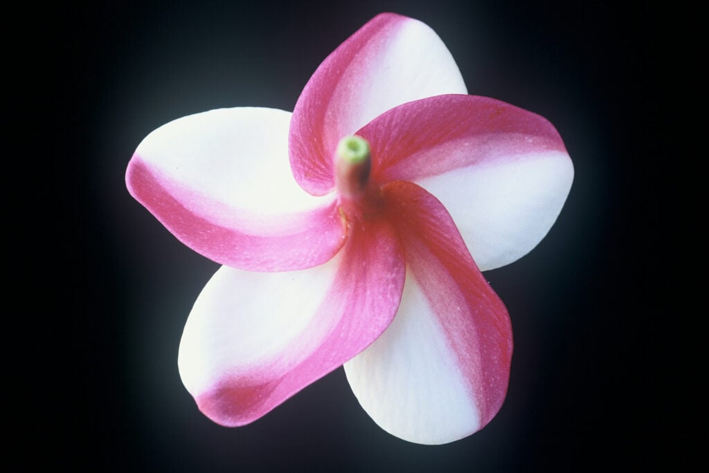 Carmen plumeria photo