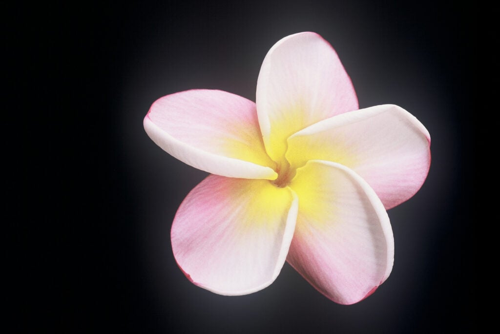 Carmen plumeria photo