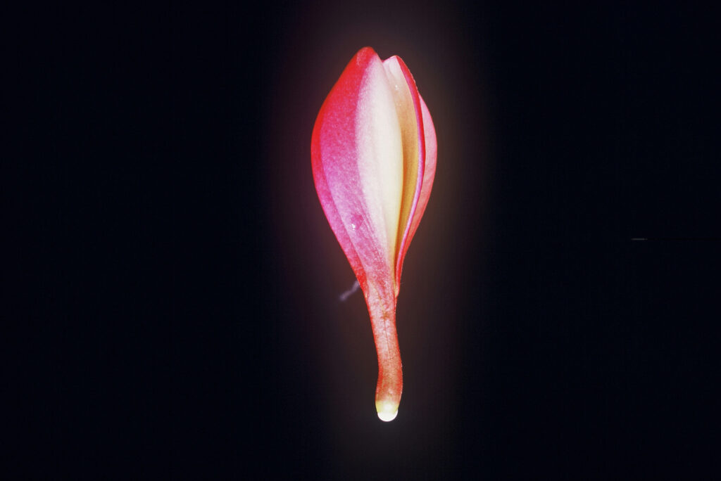 Peachglow Shell plumeria photo