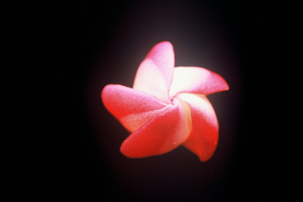 Peachglow Shell plumeria photo